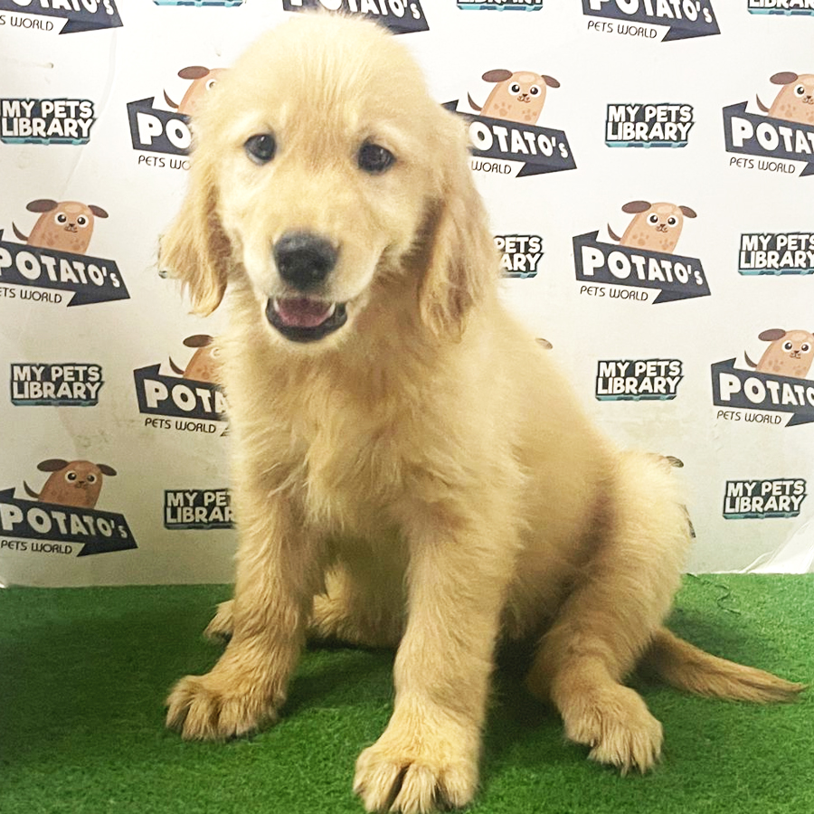 Golden Retriever Puppy (Female) For Sale