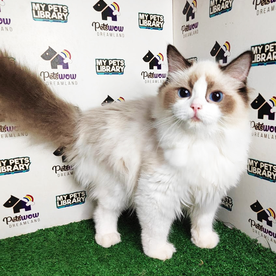 MKA Ragdoll Kitten (Female) For Sale