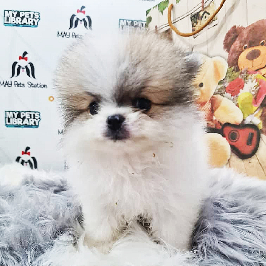 Pomeranian Puppy (Male) For Sale