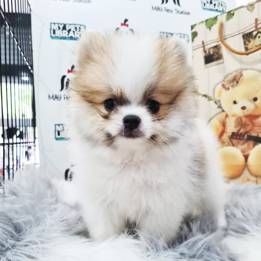 Pomeranian Puppy (Male) For Sale