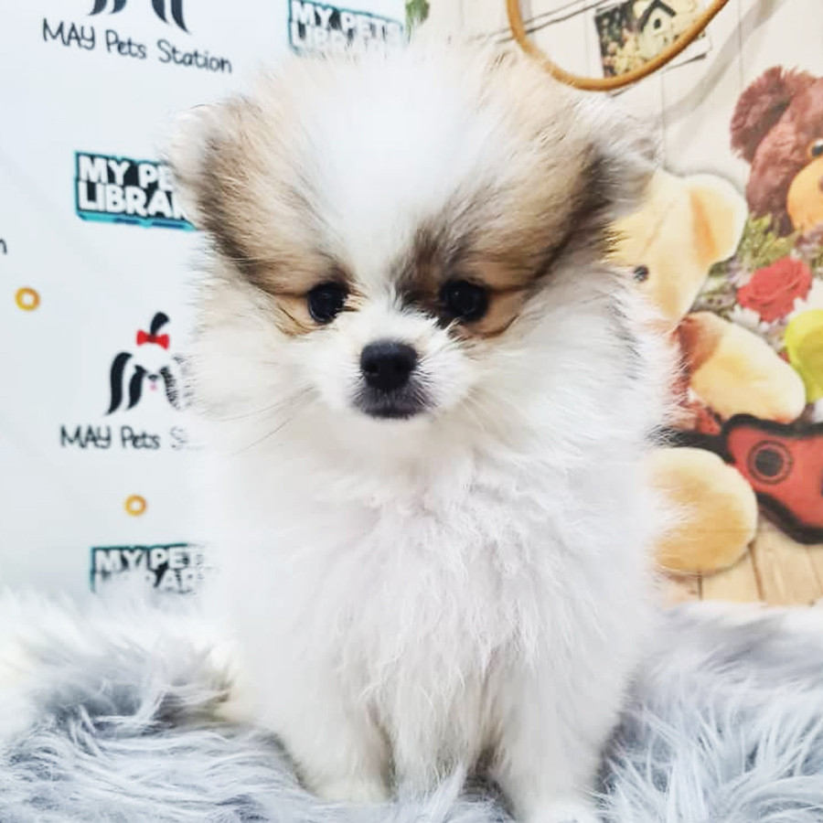 Pomeranian Puppy (Female) For Sale