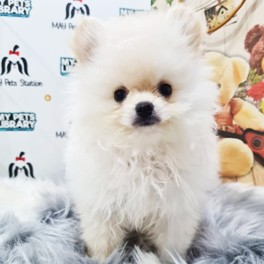 Pomeranian Puppy (Female) For Sale
