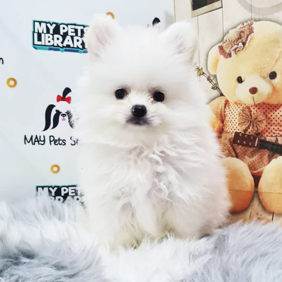 Pomeranian Puppy (Female) For Sale