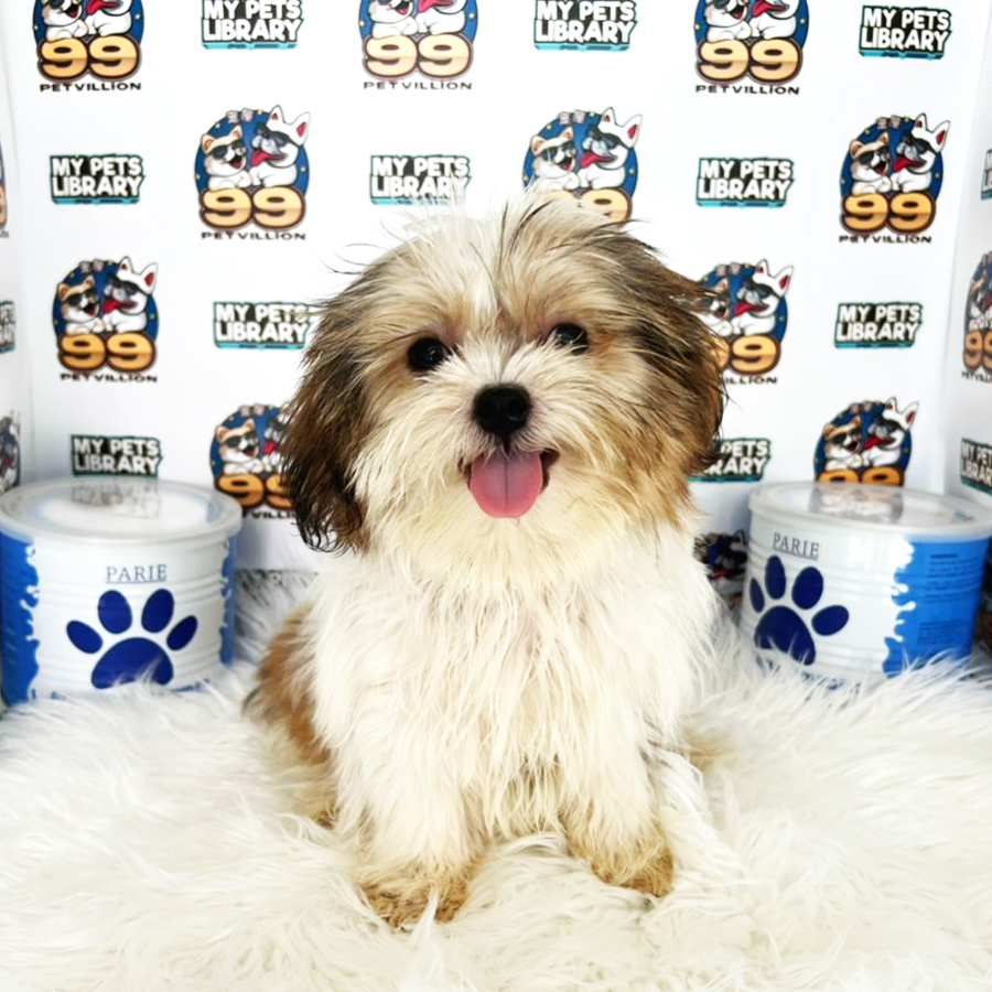 Shih Tzu Puppy (Female) For Sale