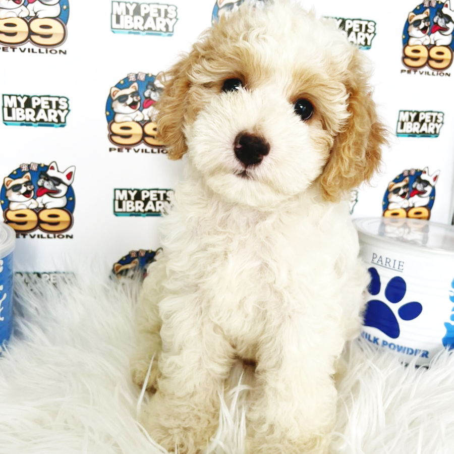 Miniature Poodle Puppy (Male) For Sale