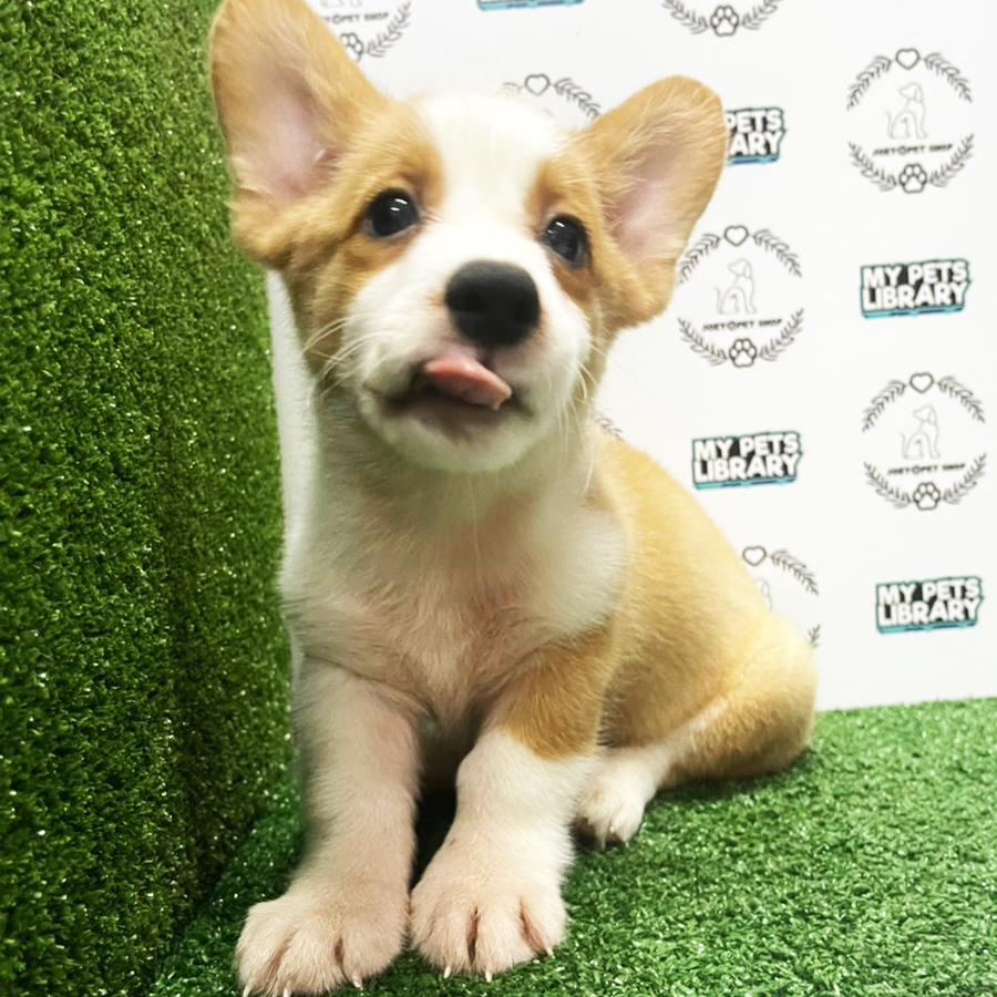 Welsh Corgi Puppy (Male) For Sale