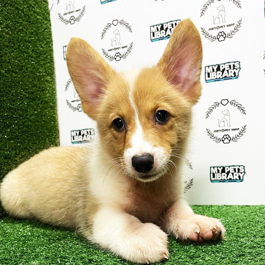 Welsh Corgi Puppy (Male) For Sale