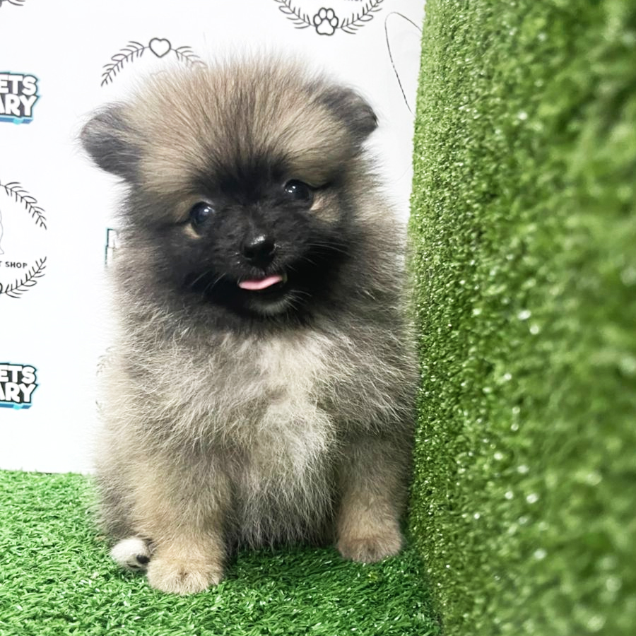 Pomeranian Puppy (Female) For Sale