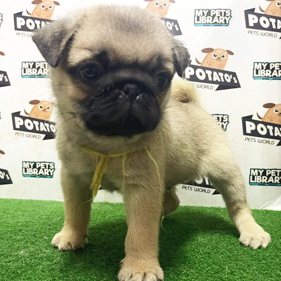 Pug Puppy (Male) For Sale