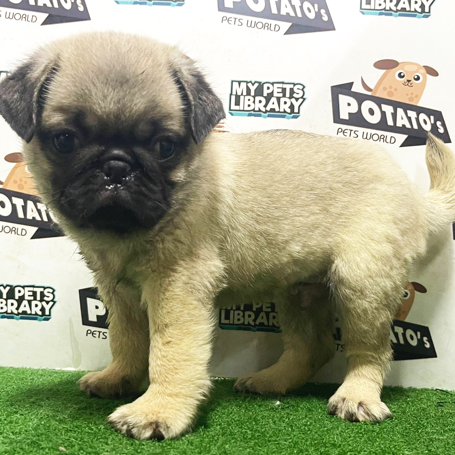Pug Puppy (Male) For Sale