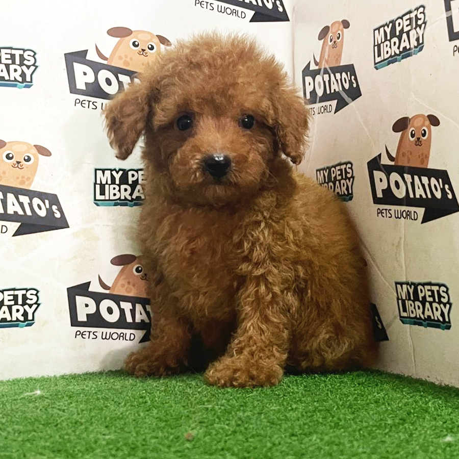 Toy Poodle Puppy (Male) For Sale
