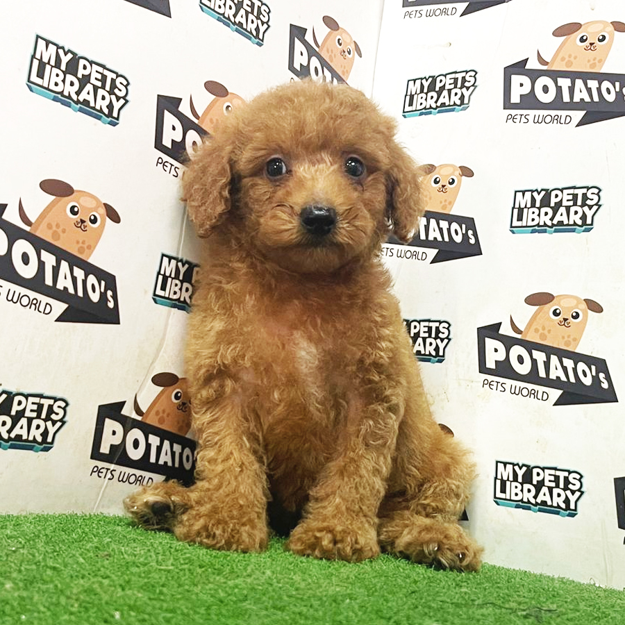 Toy Poodle Puppy (Male) For Sale