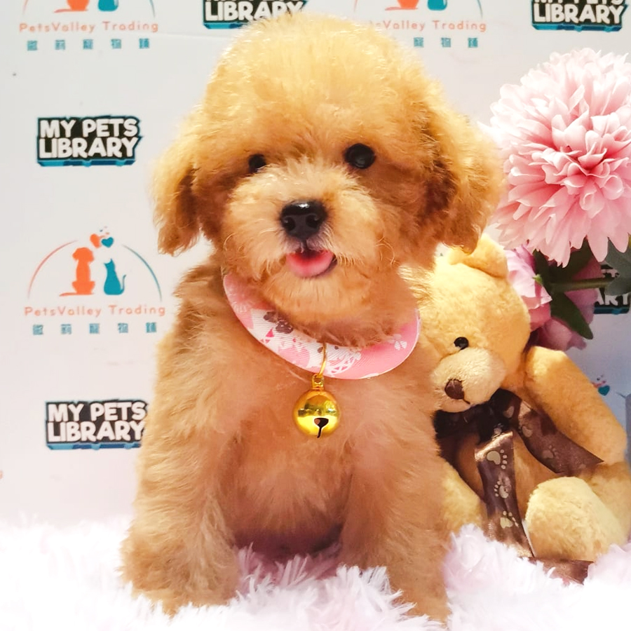 Toy Poodle Puppy (Female) For Sale