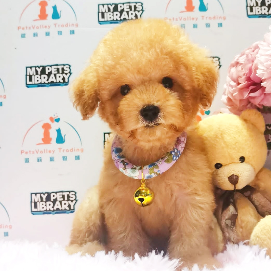 Toy Poodle Puppy (Female) For Sale