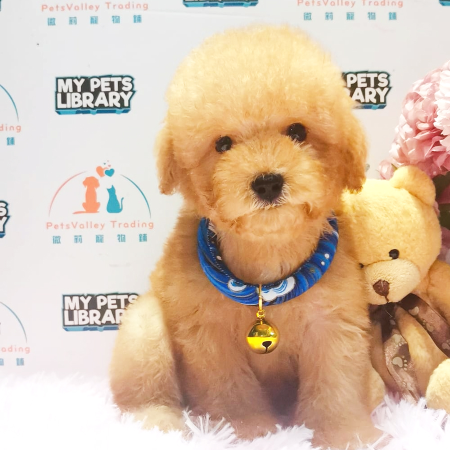 Toy Poodle Puppy (Male) For Sale