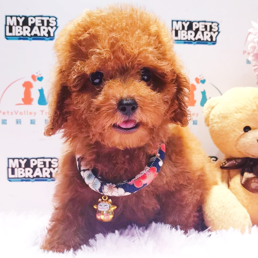 Tiny Poodle Puppy (Male) For Sale