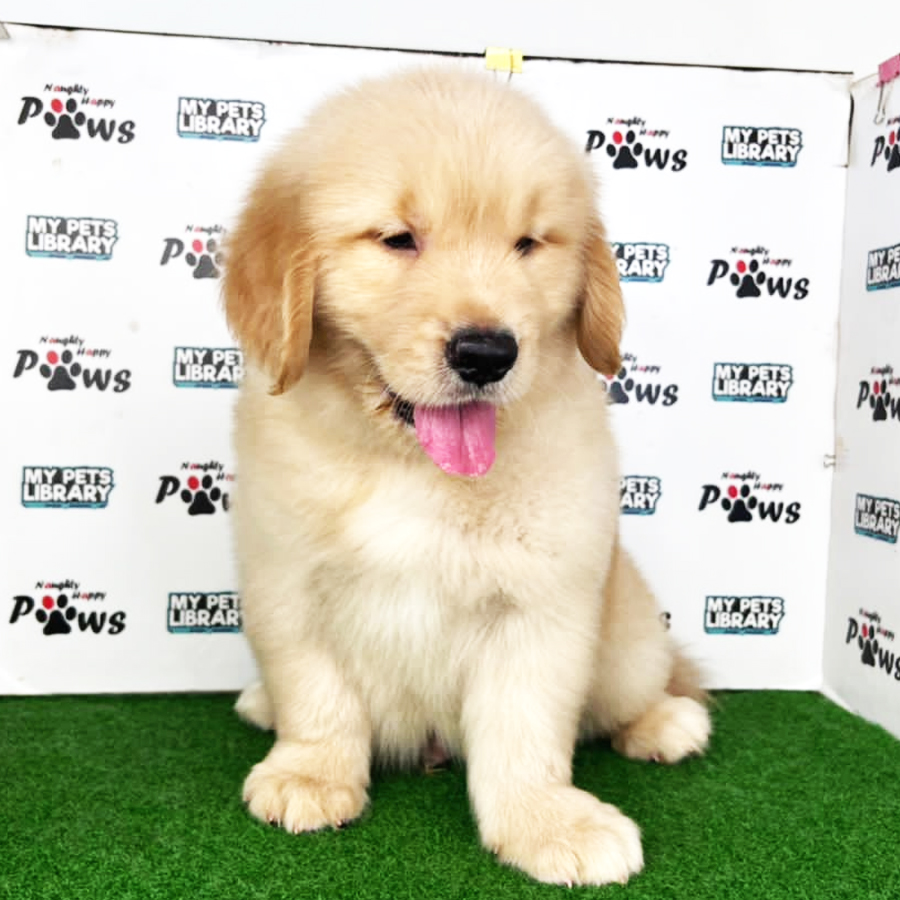 Golden Retriever Puppy (Male) For Sale