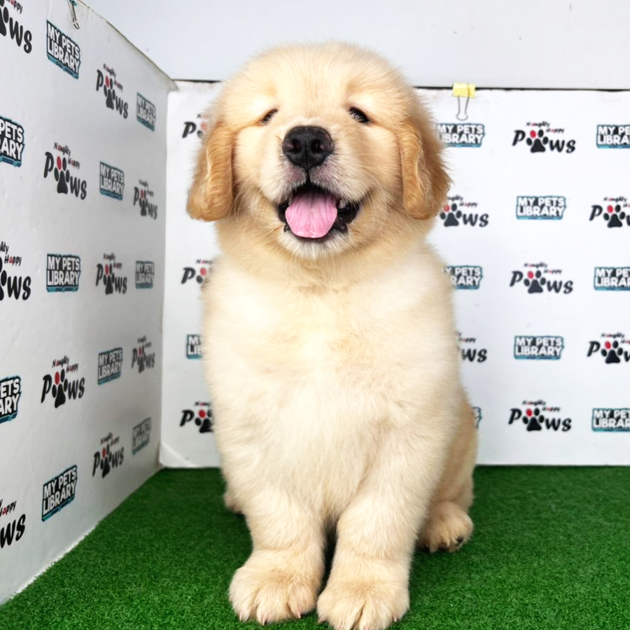 Golden Retriever Puppy (Female) For Sale
