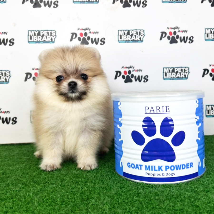 Pomeranian Puppy (Female) For Sale