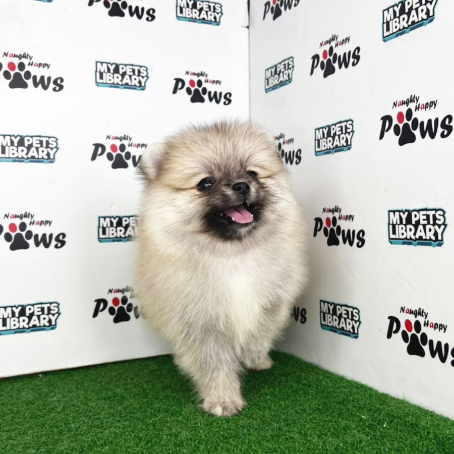 Pomeranian Puppy (Female) For Sale