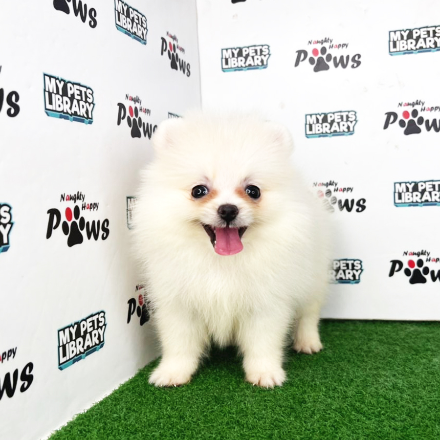 Pomeranian Puppy (Female) For Sale