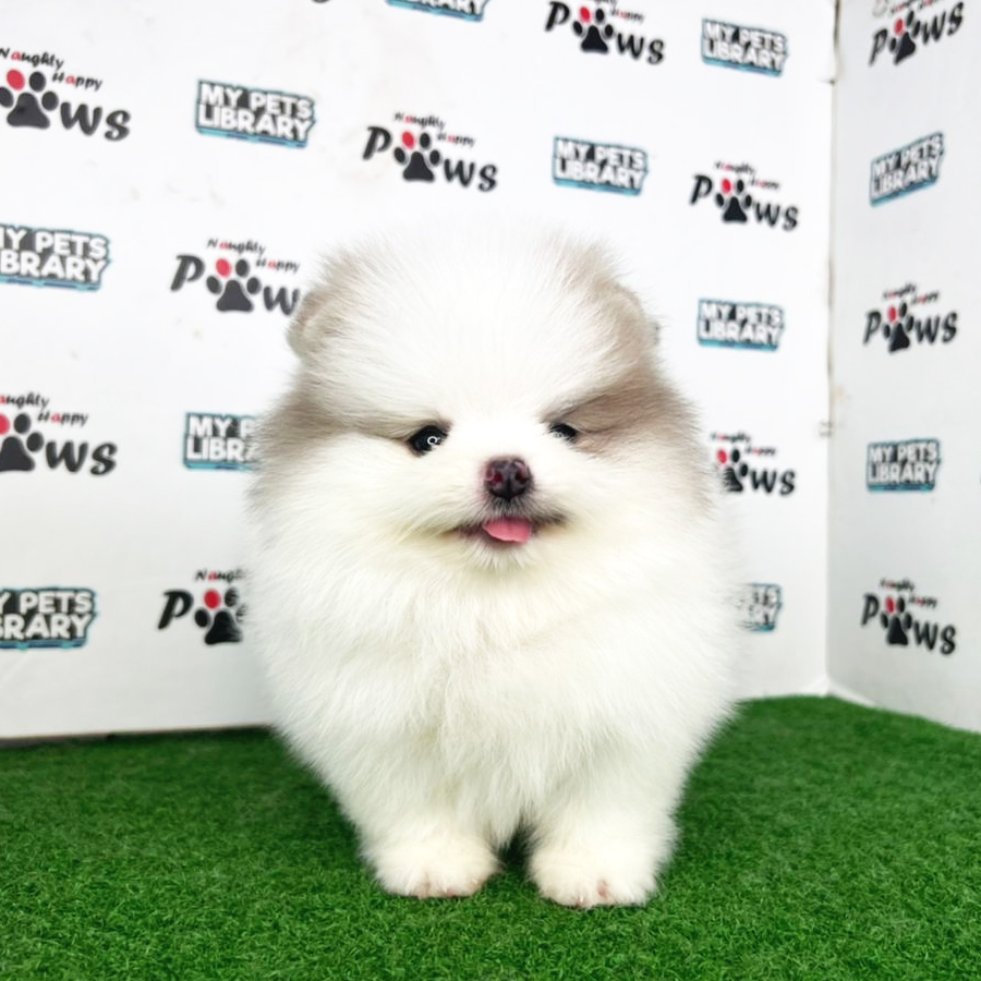 Pomeranian Puppy (Male) For Sale