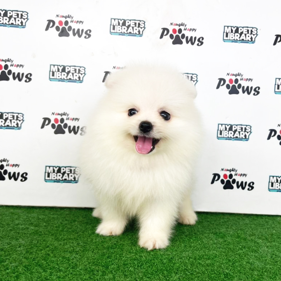 Pomeranian Puppy (Male) For Sale