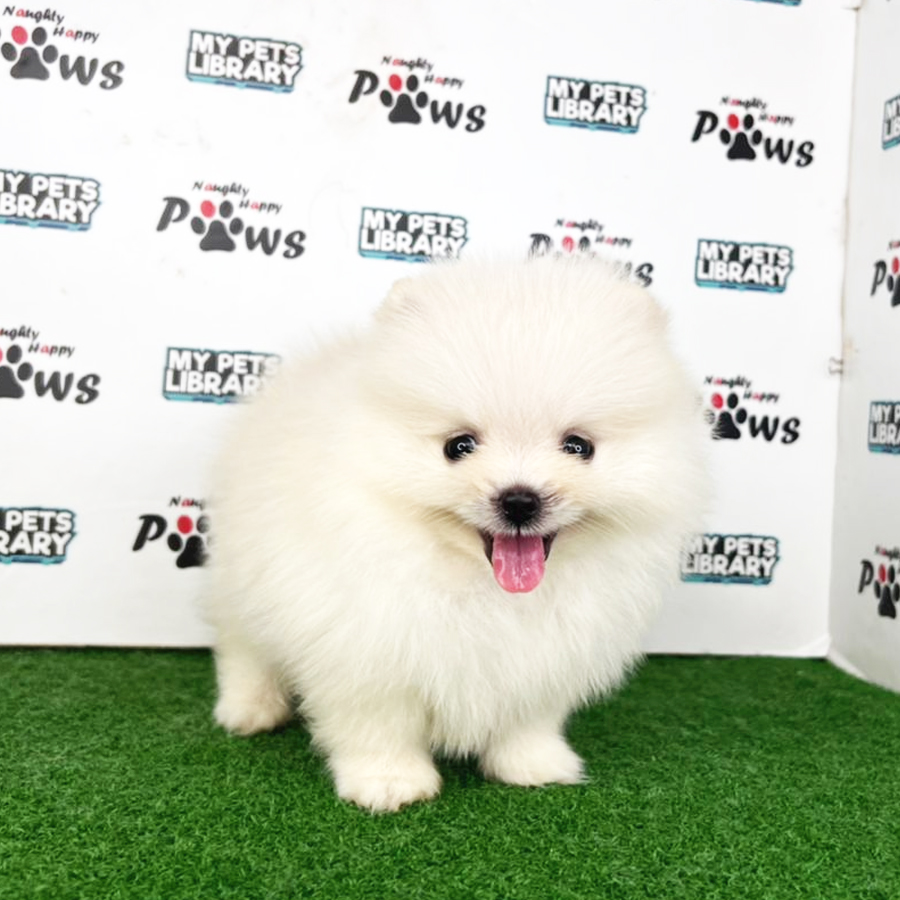 Pomeranian Puppy (Male) For Sale