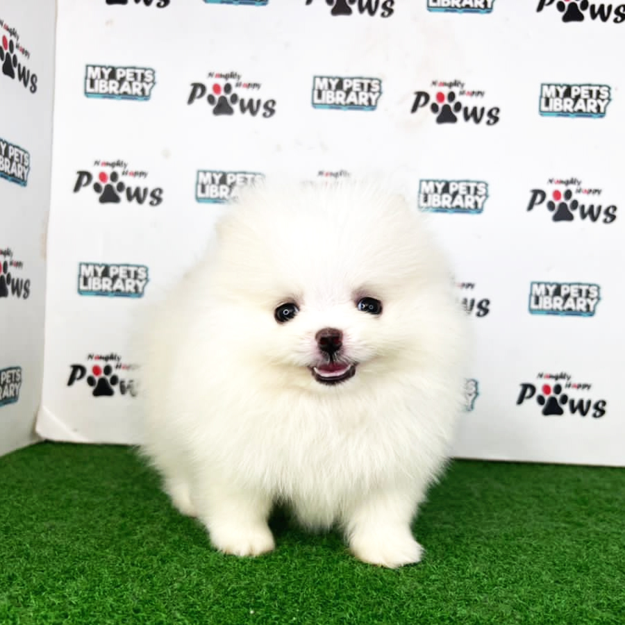 MKA Pomeranian Puppy (Female) For Sale