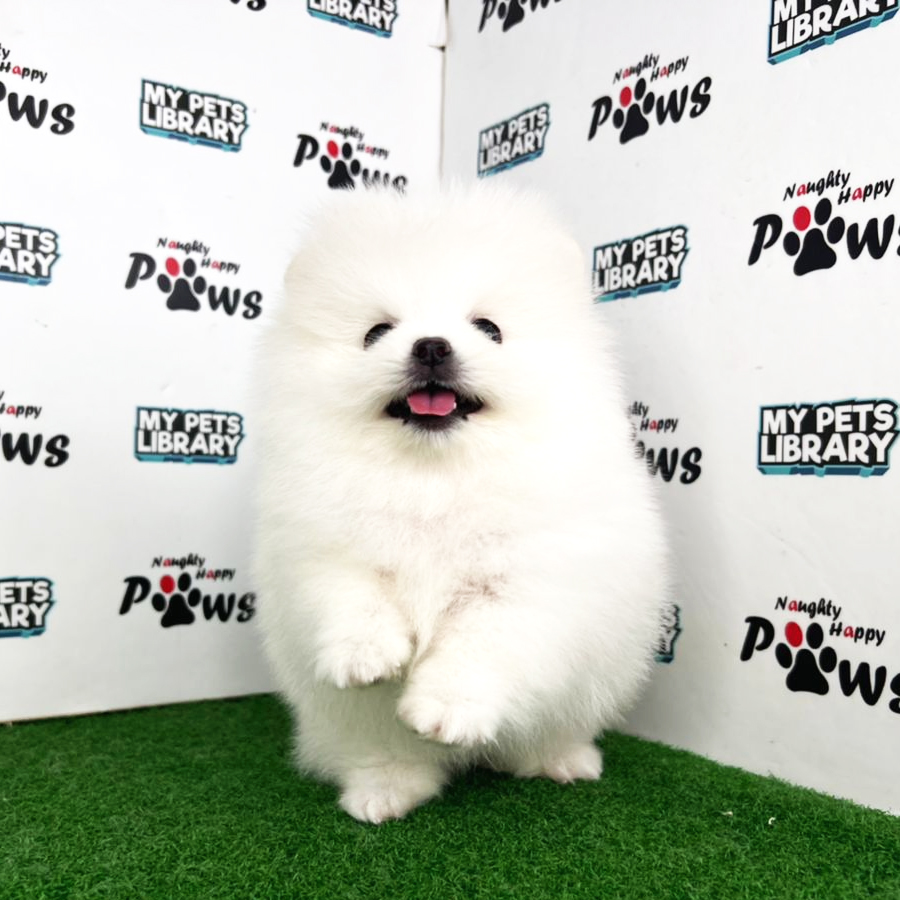 MKA Pomeranian Puppy (Male) For Sale