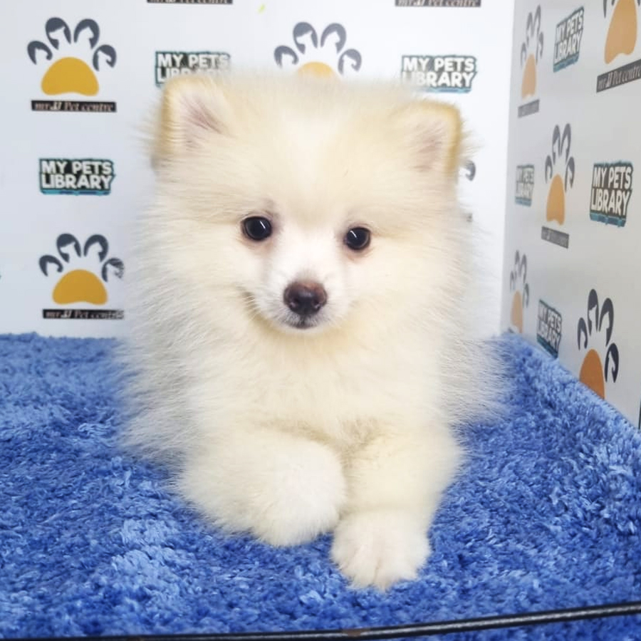 Pomeranian Puppy (Male) For Sale