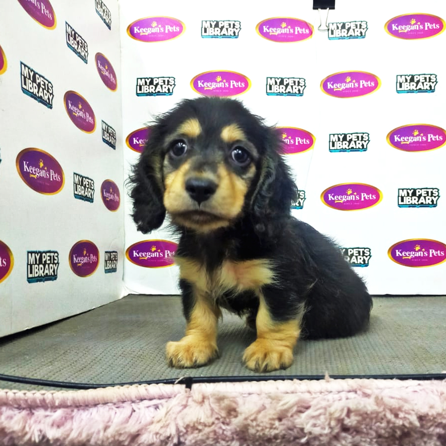 MKA Miniature Dachshund Puppy (Male) For Sale