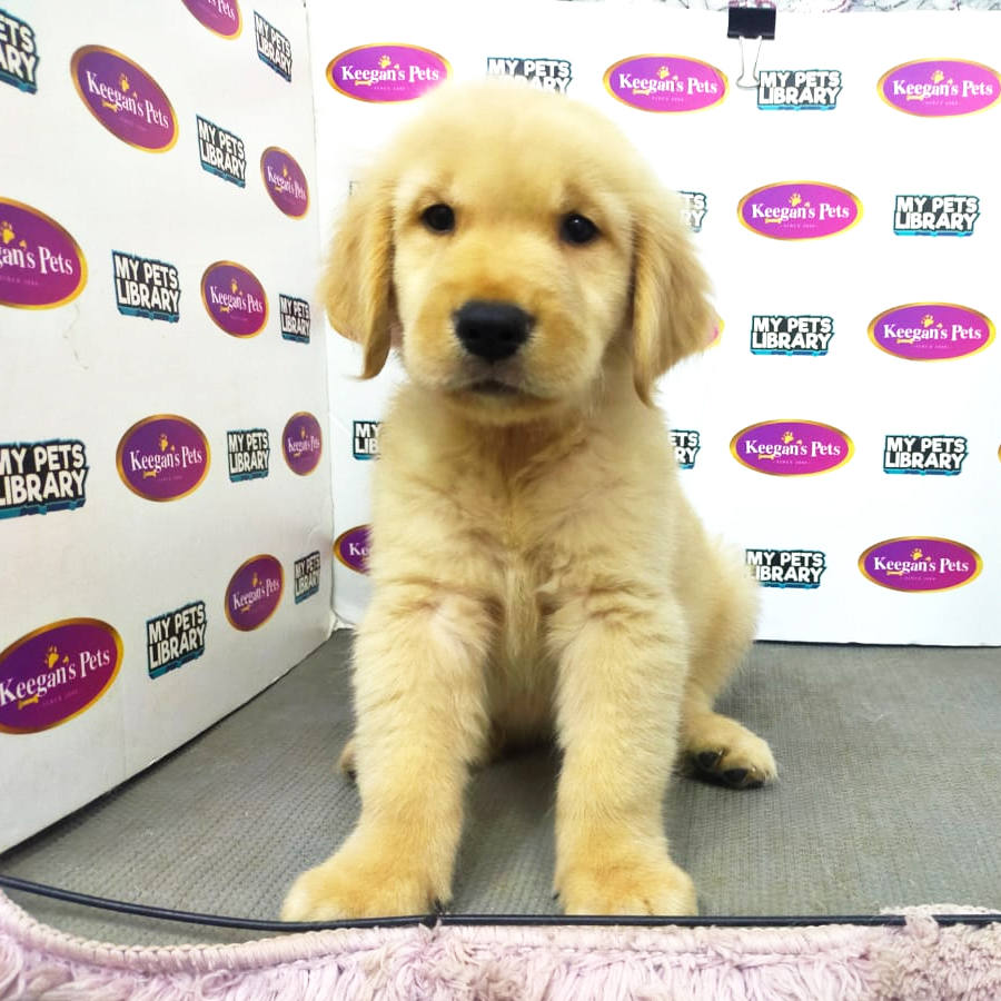 MKA Golden Retriever Puppy (Male) For Sale