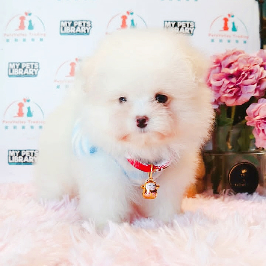 Maltipoo Puppy (Male) For Sale