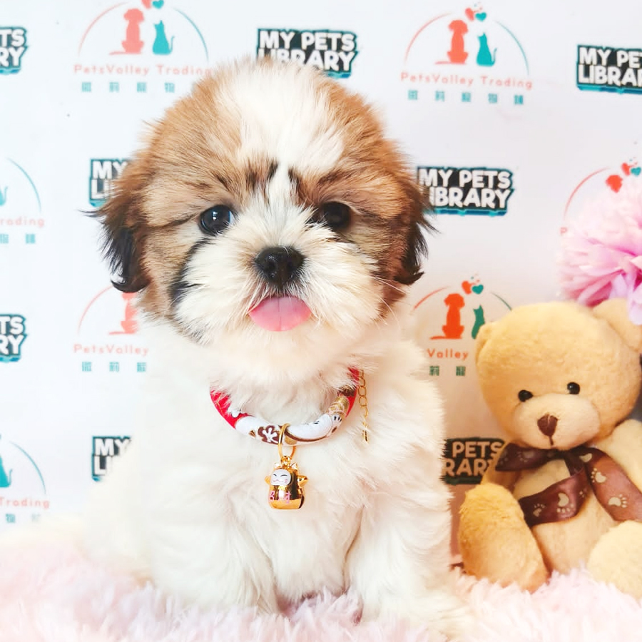 Shih Tzu Puppy (Female) For Sale