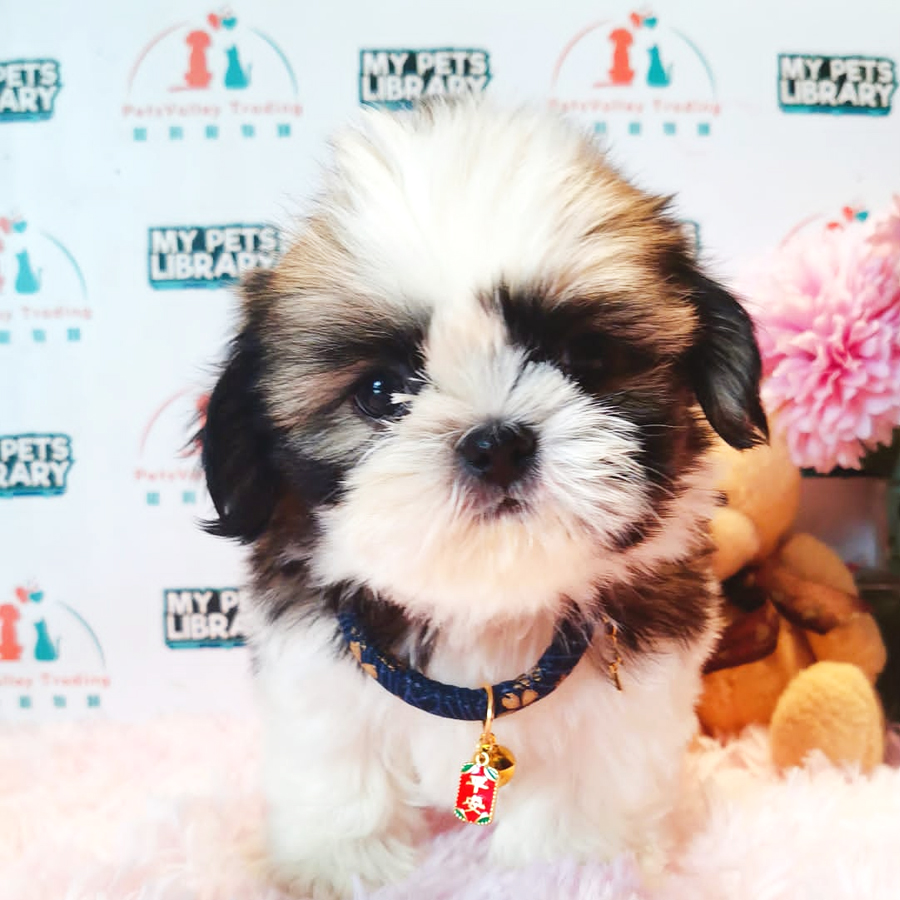 Shih Tzu Puppy (Male) For Sale