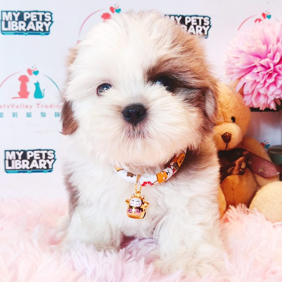 Shih Tzu Puppy (Male) For Sale