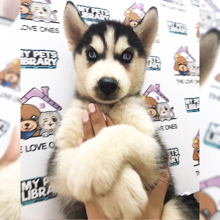 MKA Siberian Husky Puppy (Male) For Sale