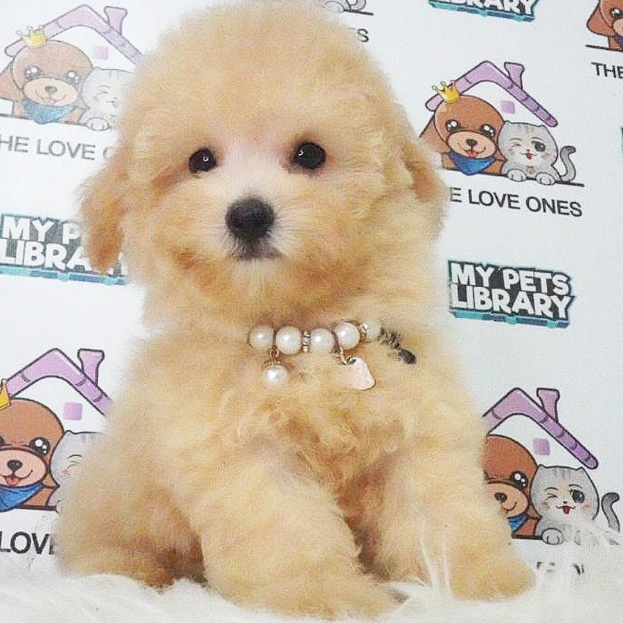Toy Poodle Puppy (Female) For Sale