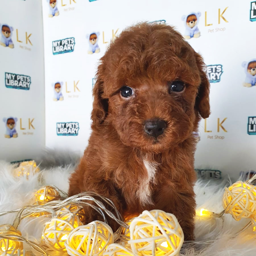 Toy Poodle Puppy (Female) For Sale