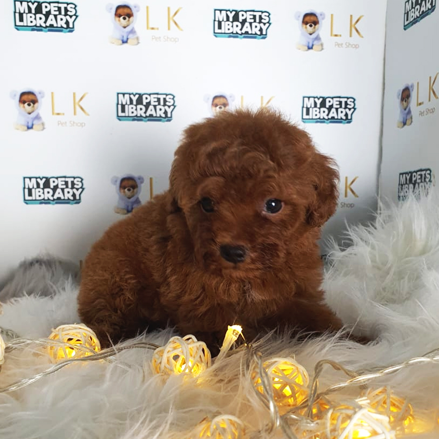 Toy Poodle Puppy (Male) For Sale