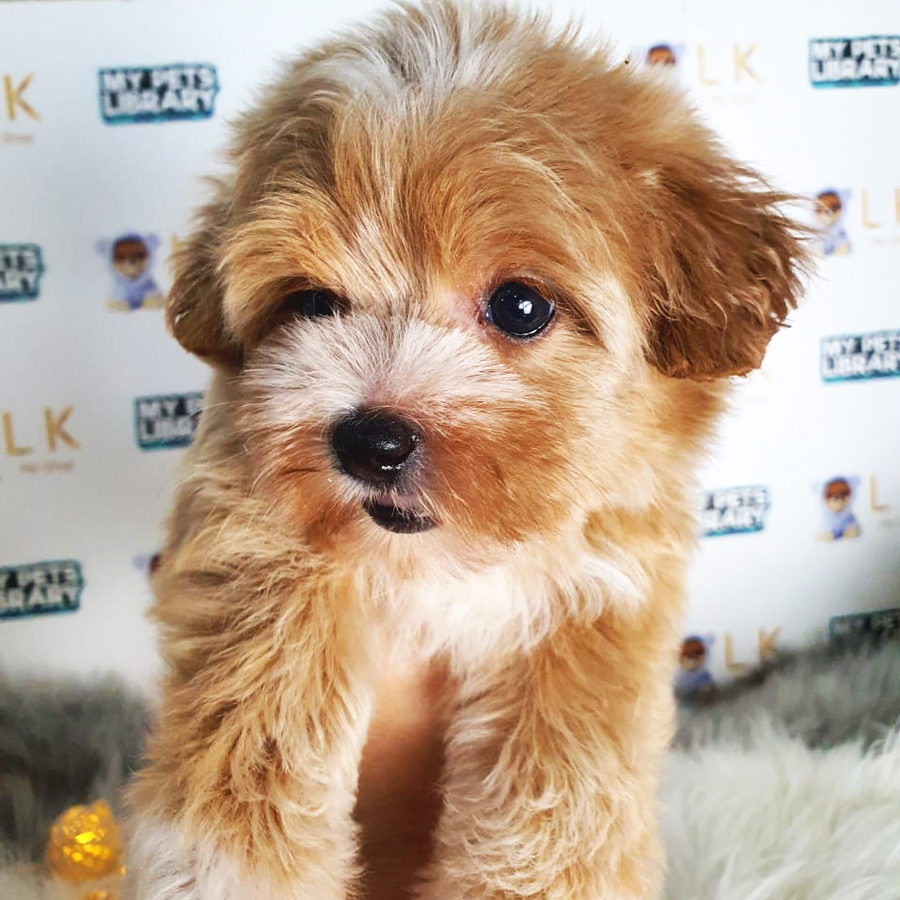 Toy Poodle Puppy (Female) For Sale
