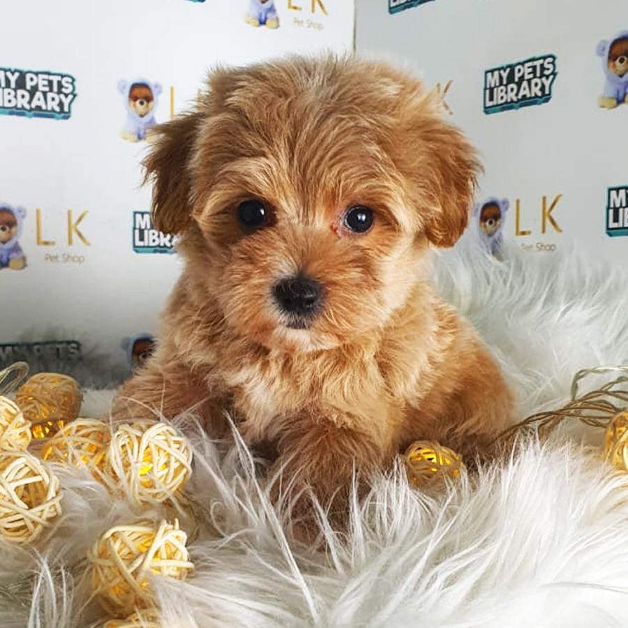 Toy Poodle Puppy (Female) For Sale