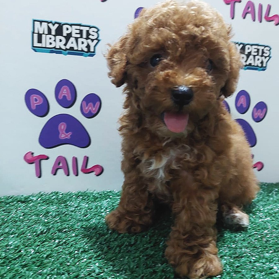 Toy Poodle Puppy (Female) For Sale