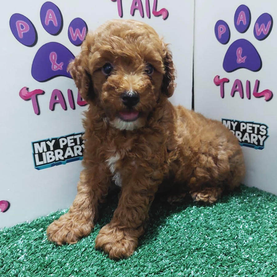 Toy Poodle Puppy (Male) For Sale