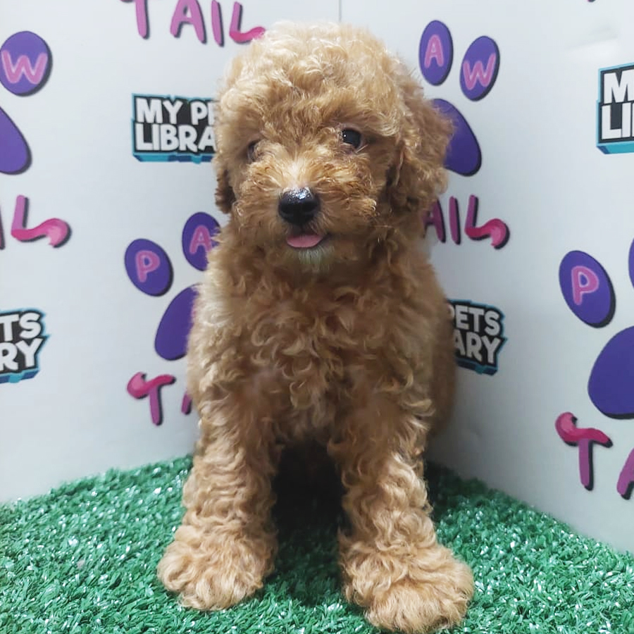 Toy Poodle Puppy (Male) For Sale