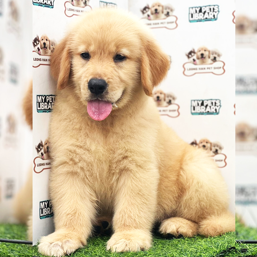 Golden Retriever Puppy (Male) For Sale