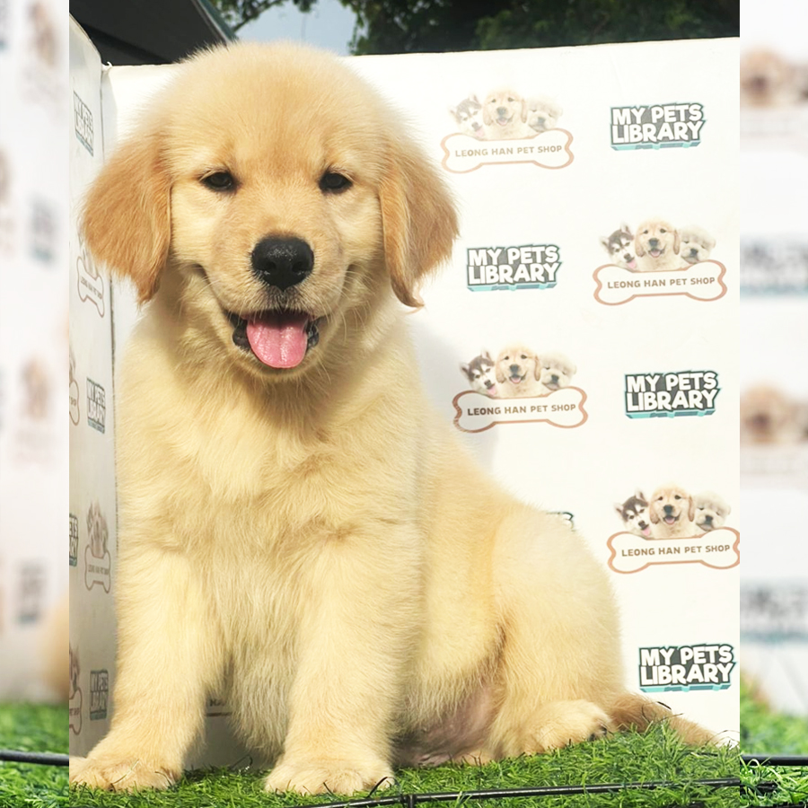 Golden Retriever Puppy (Male) For Sale