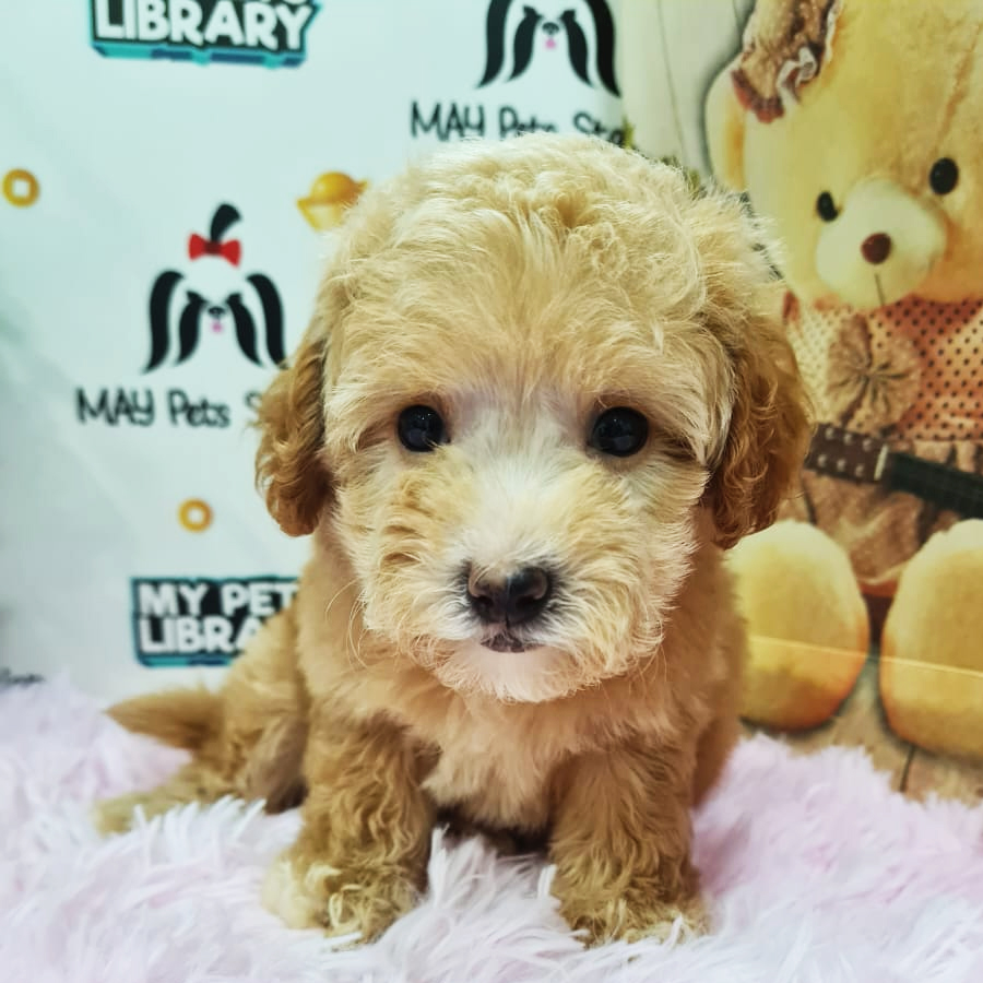 Maltipoo Puppy (Female) For Sale