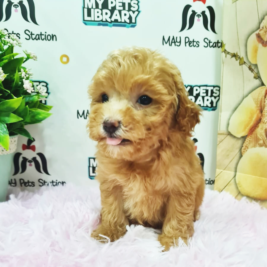 Maltipoo Puppy (Female) For Sale